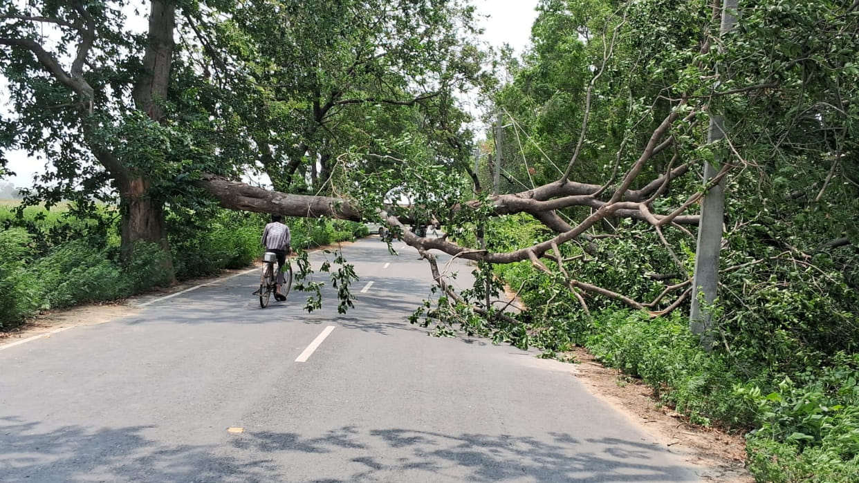 Storm Disrupts Daily Life; Trees Topple in Several Areas, Power Supply Cut Off