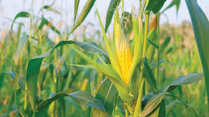 A harvest of prosperity sways in the fields; maize acreage has increased eightfold in four years.