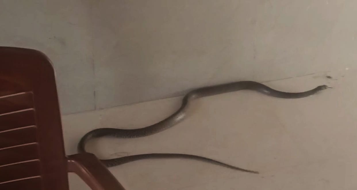 Teenager dies of snakebite in Ambedkar Nagar he was sleeping on floor of his room