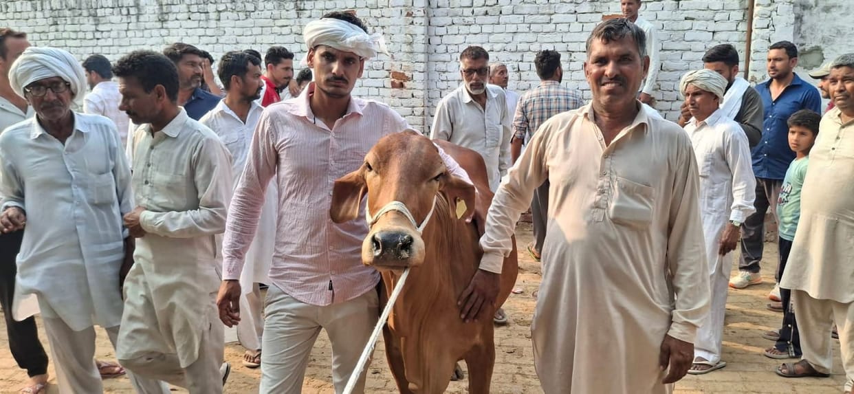 jotram bought sahiwal cow in auction