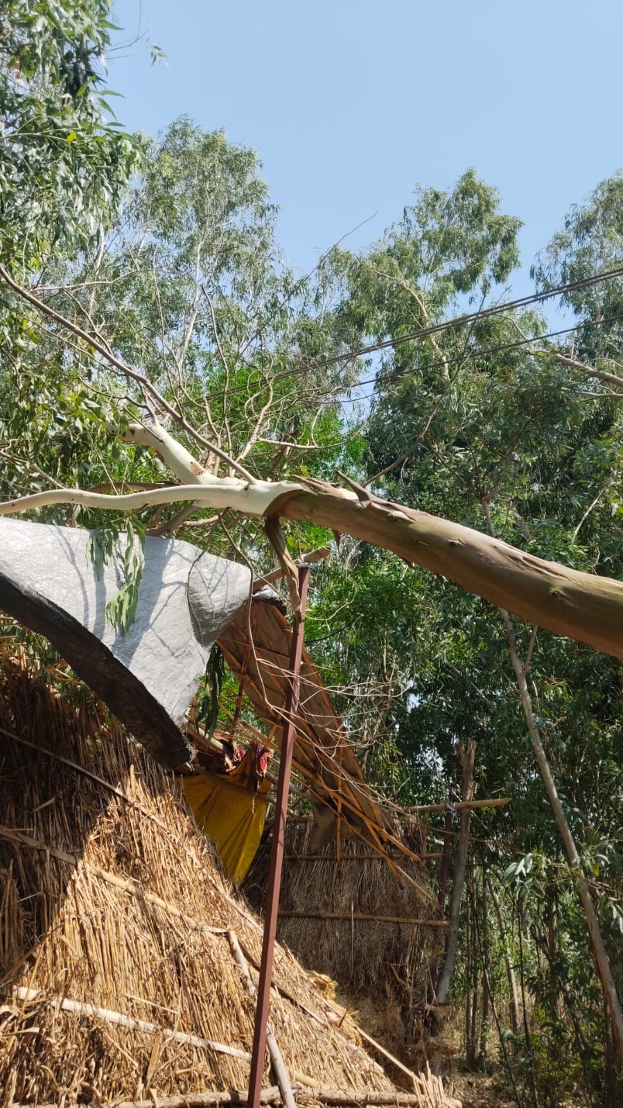 Gale-force winds blowing at 90 km/h... Darkness descends during the day, trees toppled.