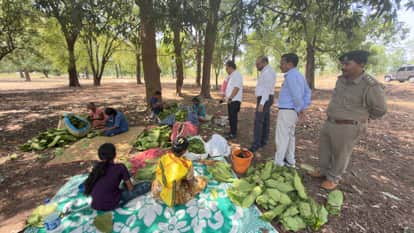 Emphasis on Quality and Storage in Bijapur Tendu Leaf Collection