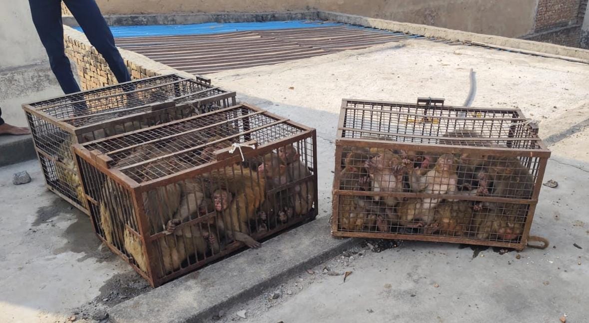 Over 130 Monkeys Caught