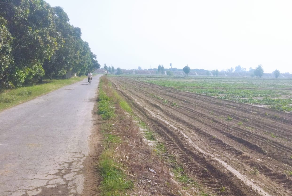 Maize crop grown on land purchased from an American company, officials angry