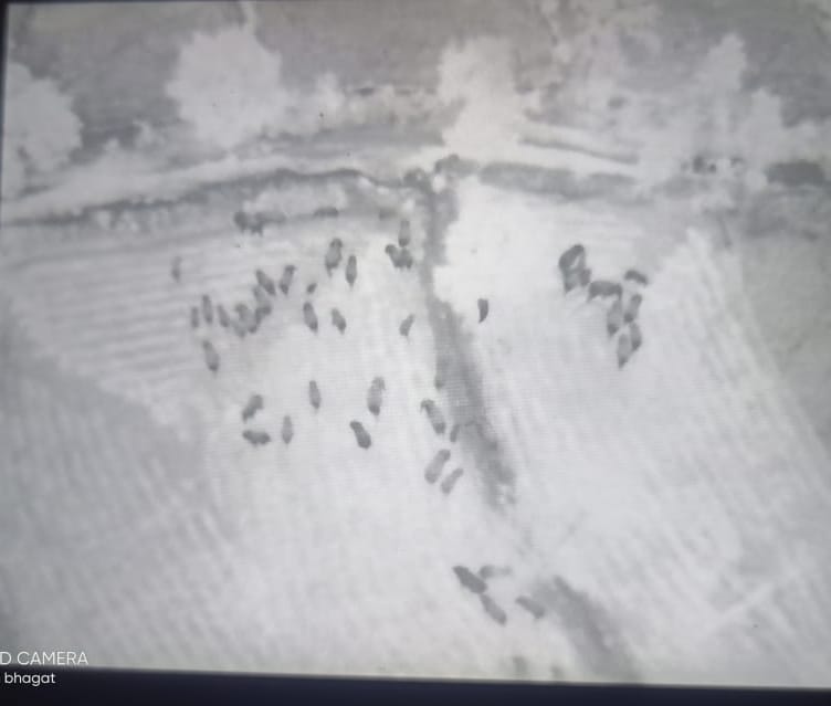 A large herd of elephants spotted in Raigarh district