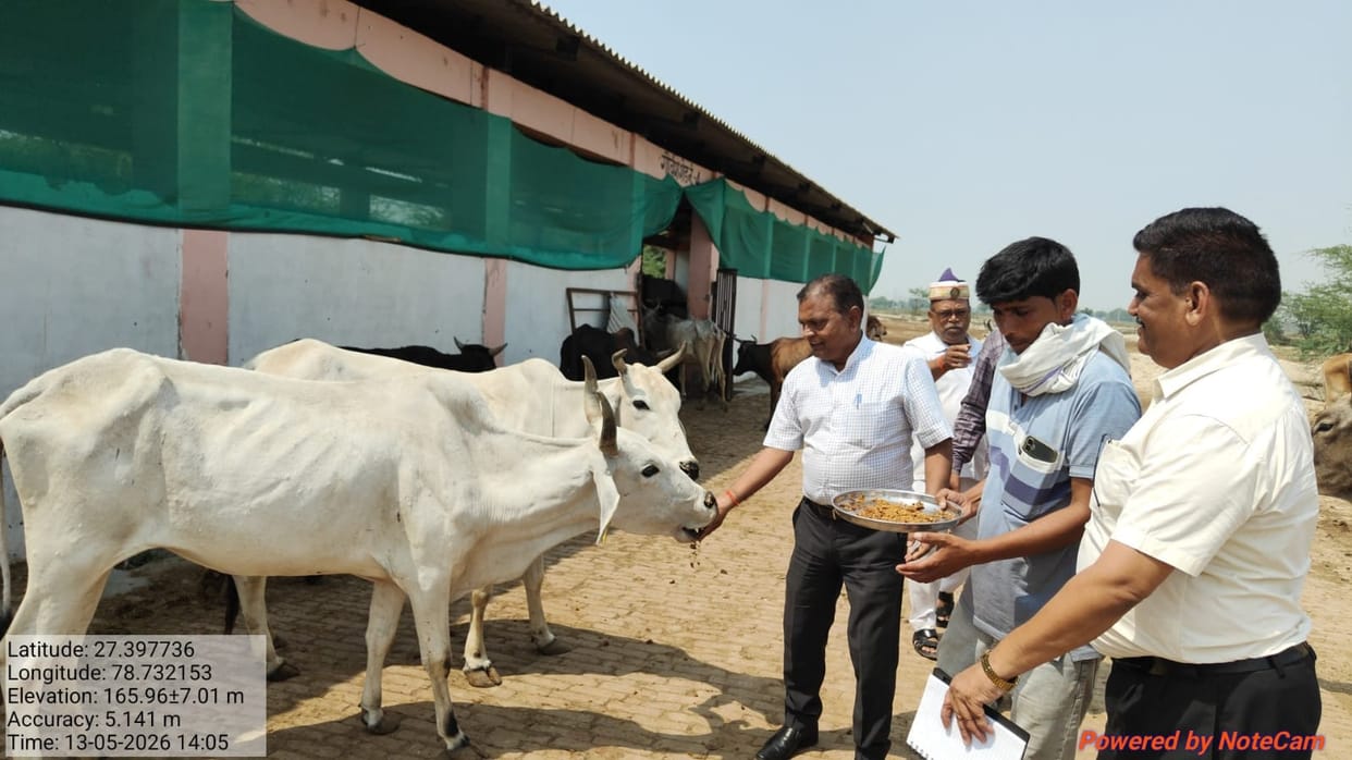 etah news cow peting