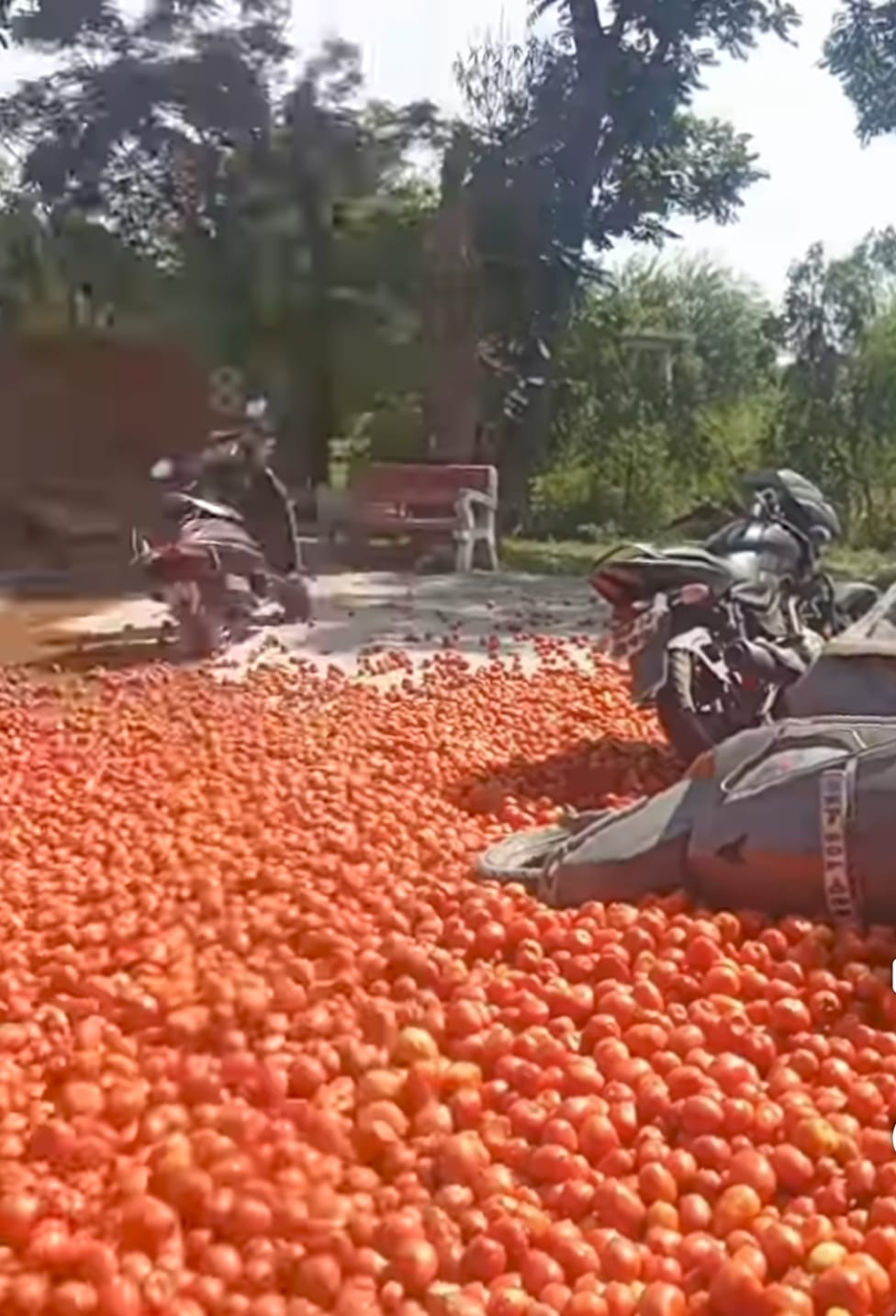 A truck overturned in Bathri, leaving tons of tomatoes scattered on the road.