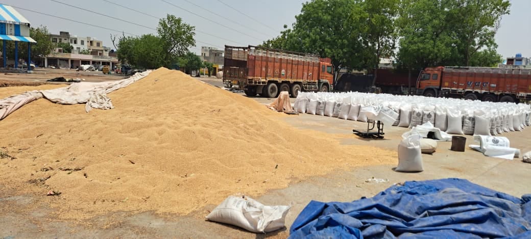 Farmers can now sell mustard until May 31st, today is the last day for government wheat procurement