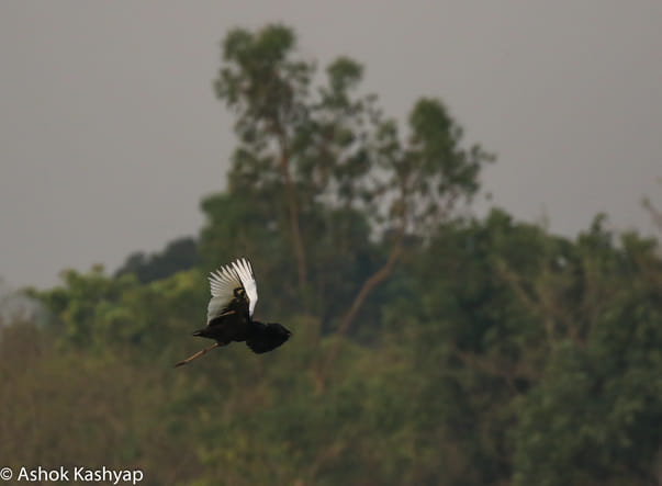 Dudhwa is giving new life to endangered species