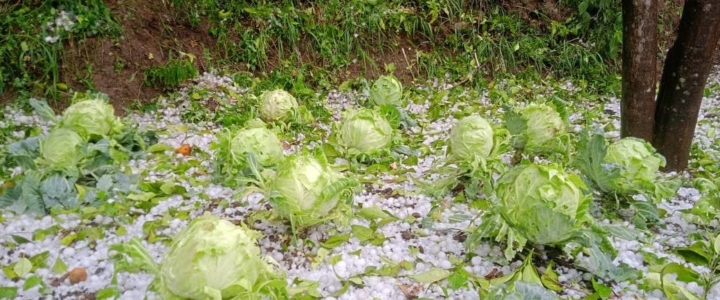 Hailstorm in Dharchula, Bangapani, and Askot; farmers' hard work goes down the drain.