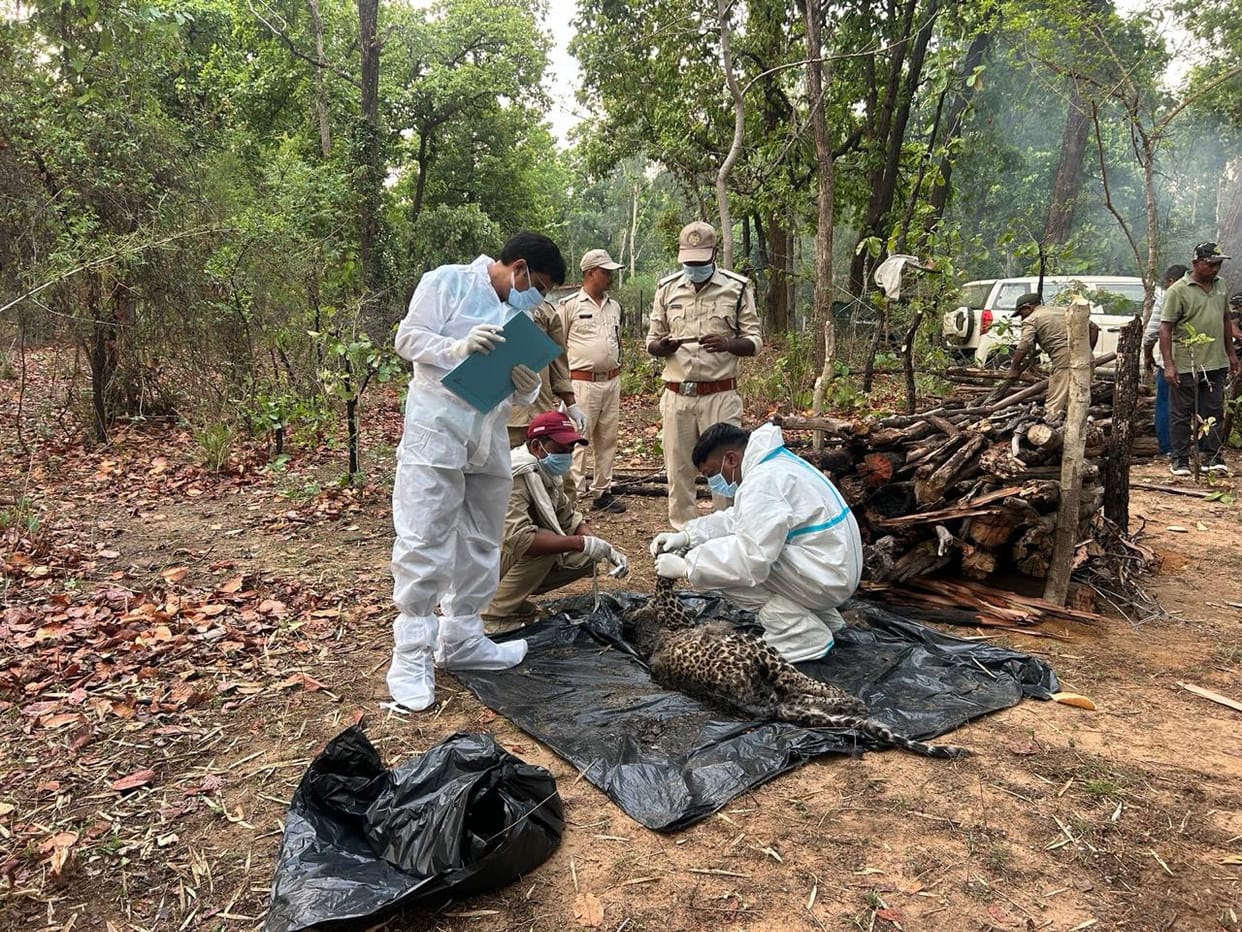 Mystery Surrounds Leopard Cub Death in Bandhavgarh Tiger Reserve Forest Area