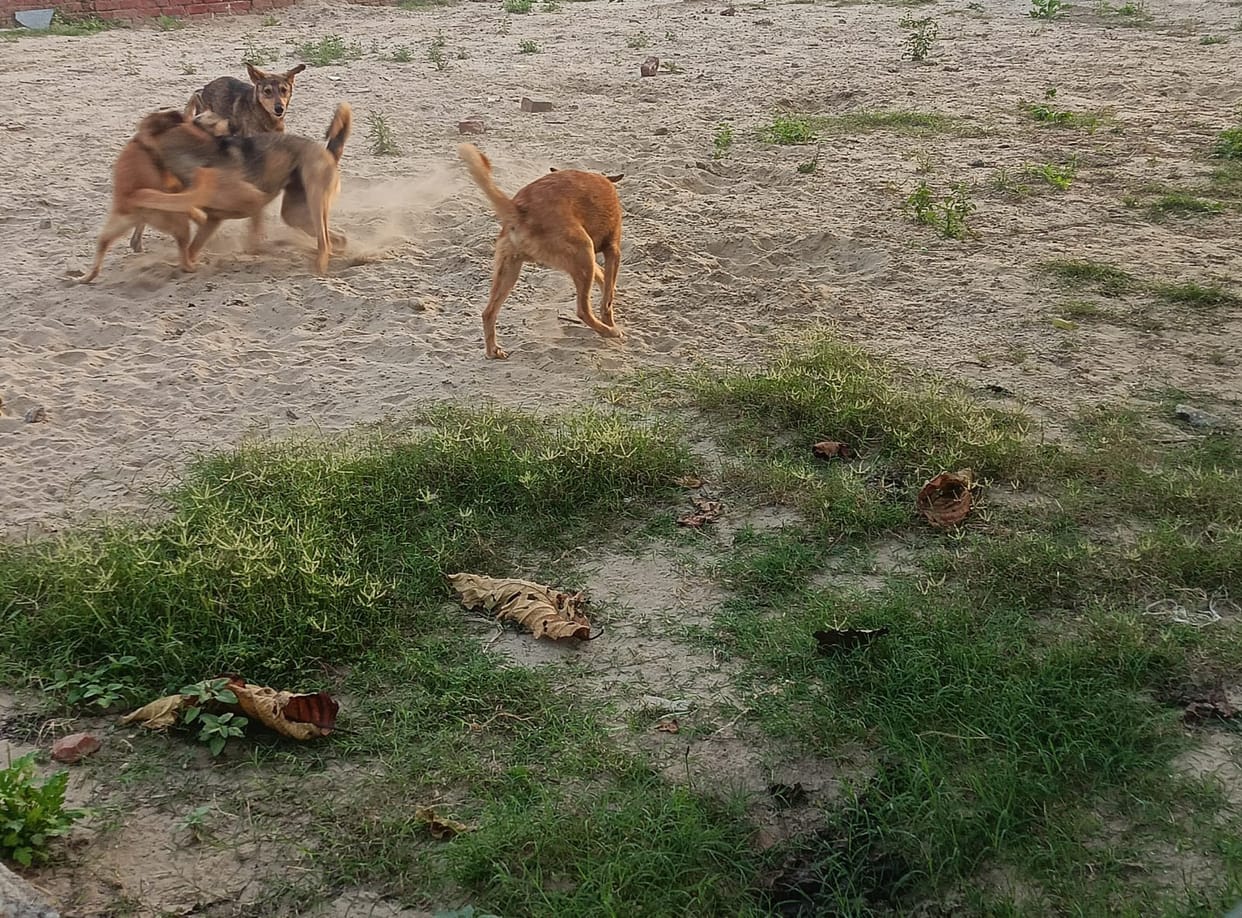 Sterilization and vaccination campaign for stray dogs will start again