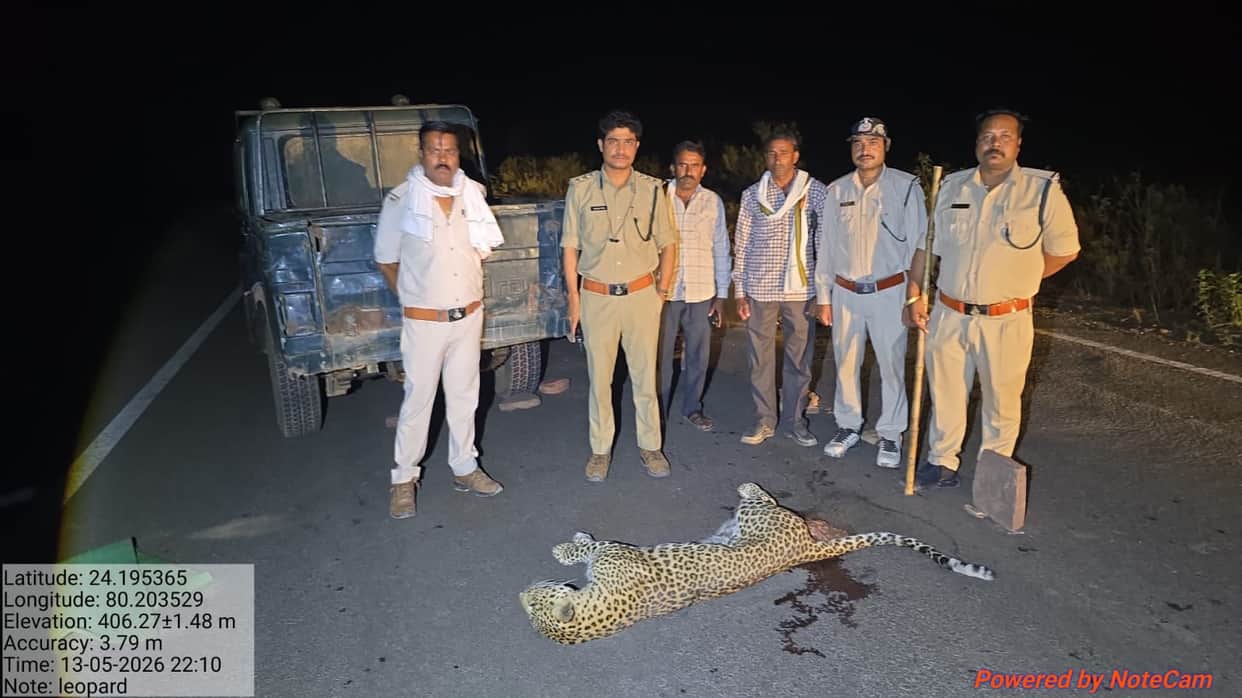 Leopard dies on National Highway