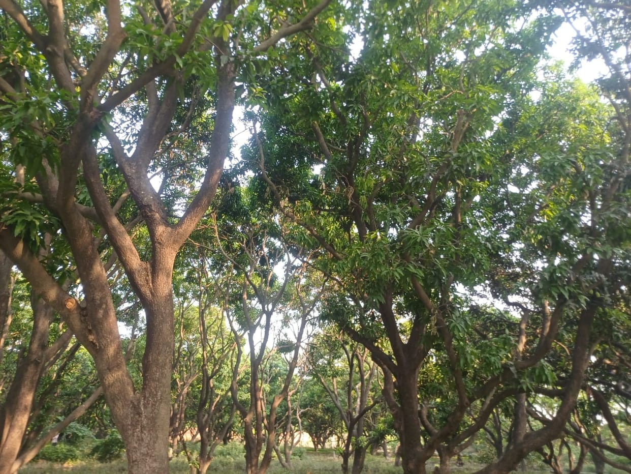The storm destroyed mangoes, leaving trees barren, causing concern among traders and businessmen.