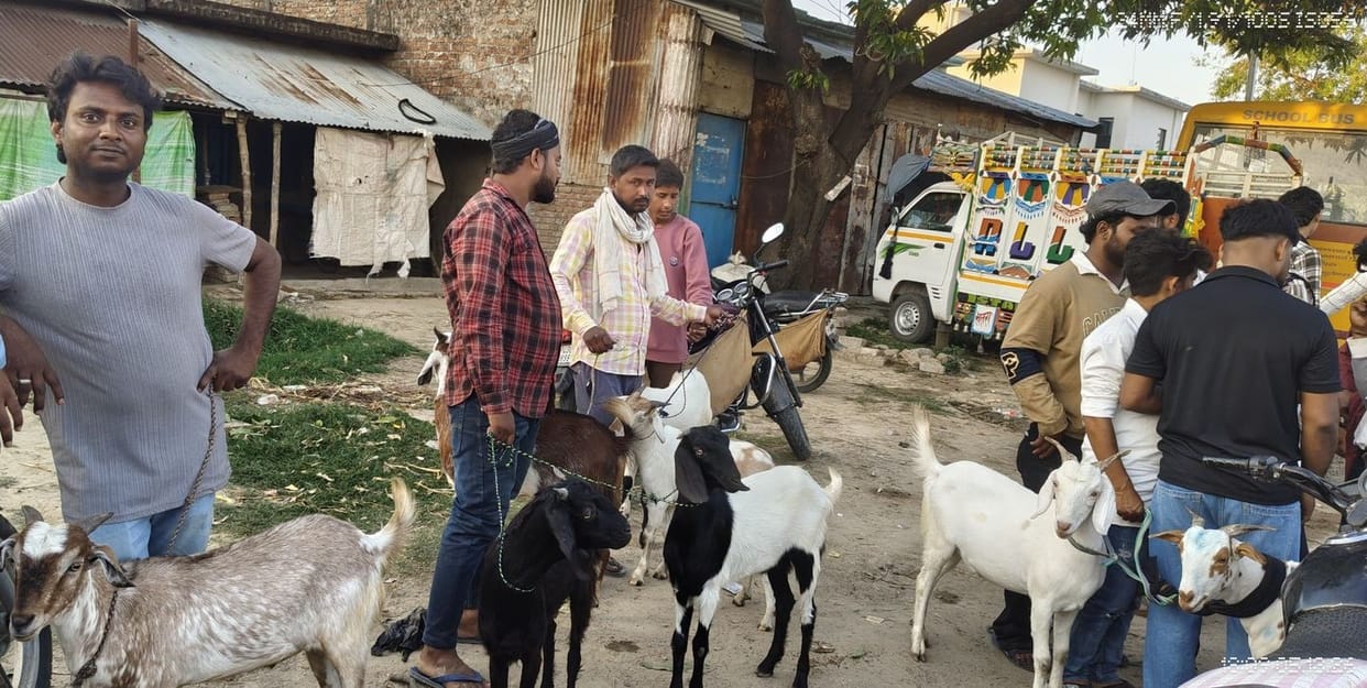 Goat market buzzes with Bakrid approaching