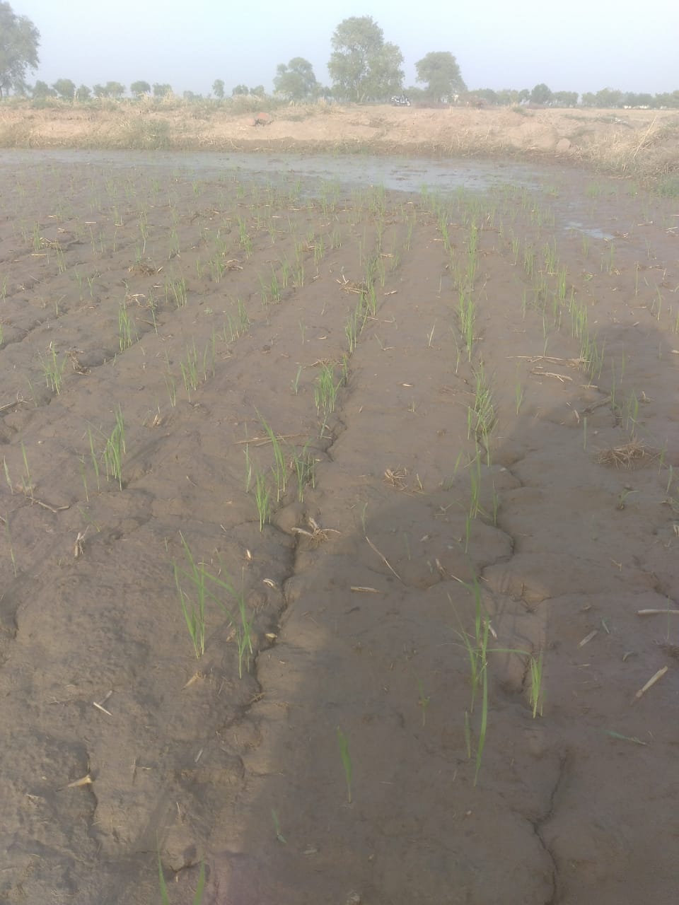 4500 per acre incentive for direct sowing of paddy