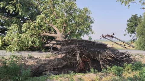  इंद्री कलसोरा गांव की ओर जाने वाली सड़क पर उखड़ा पेड़। संवाद