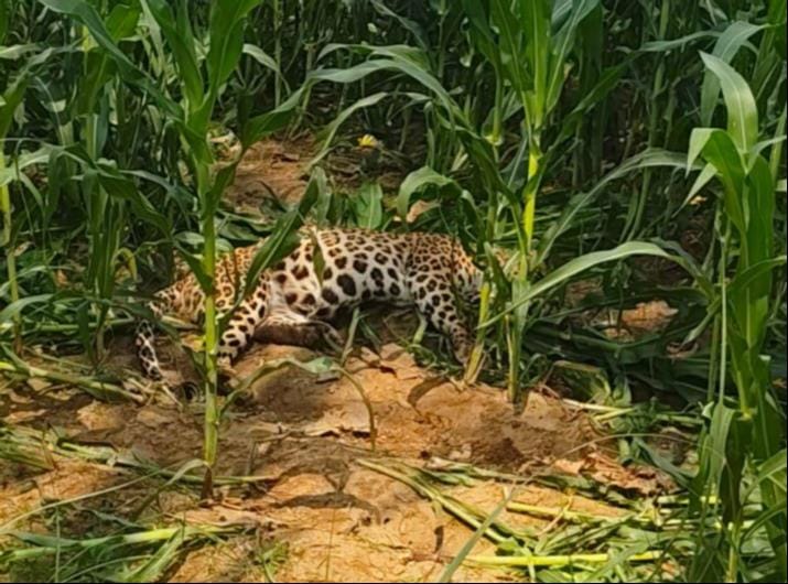 Leopard writhed in a maize field, died before rescue