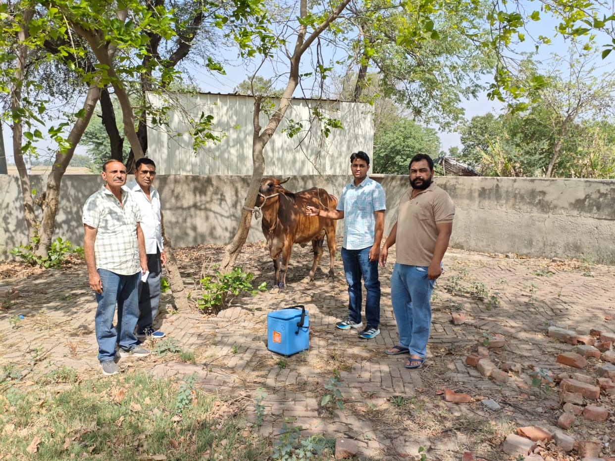 Vaccination drive launched to save livestock