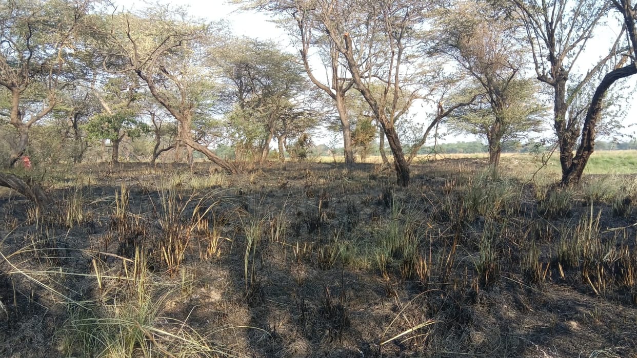 Fire broke out in Vandevi forest, burning trees and plants in 10 bighas.