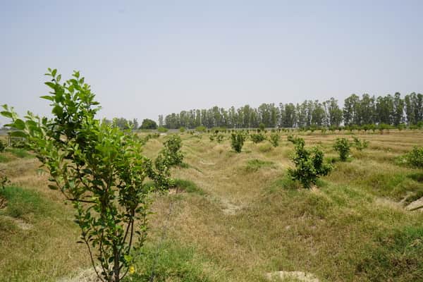 अंजनथली स्थित खेत में लगाए गए सेब के पौधे। स्वयं