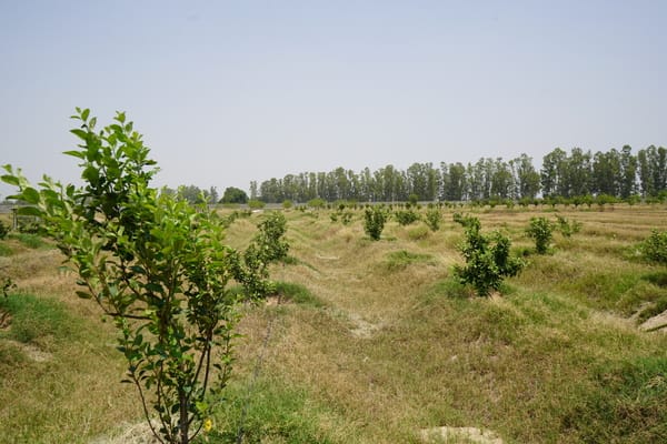 अंजनथली स्थित खेत में लगाए गए सेब के पौधे। स्वयं