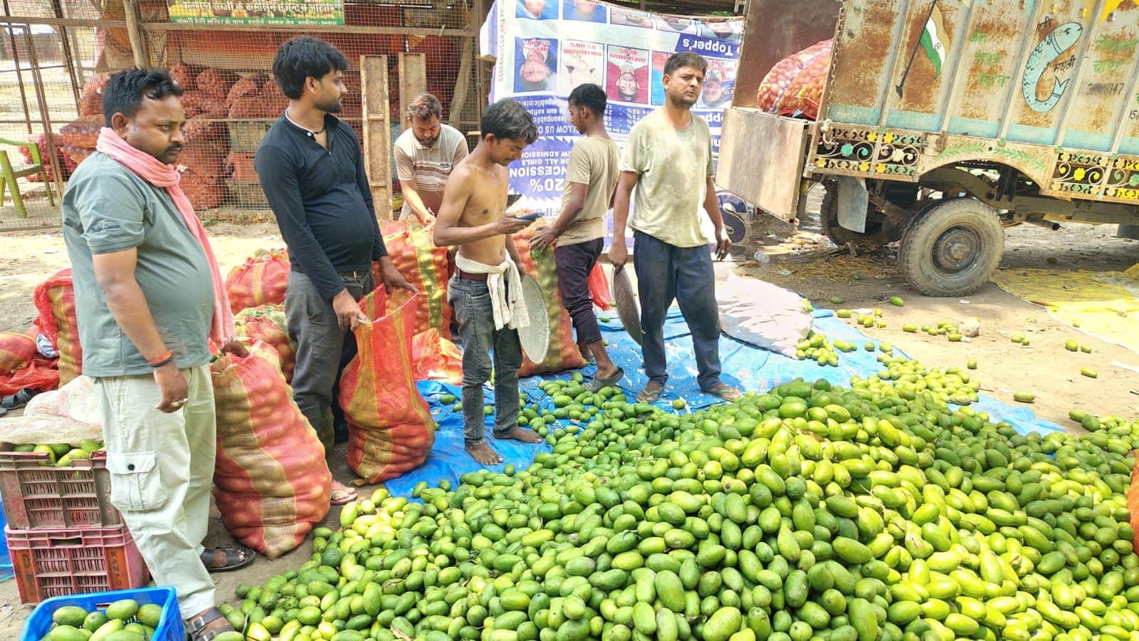 फोटो-23--जमींदोज हुई अमिया को बोरियों में भरते बागवान। संवाद