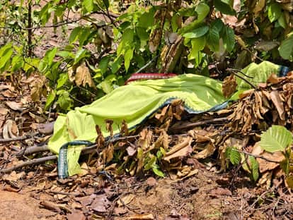 villager died after being attacked by elephant while going to forest to collect firewood