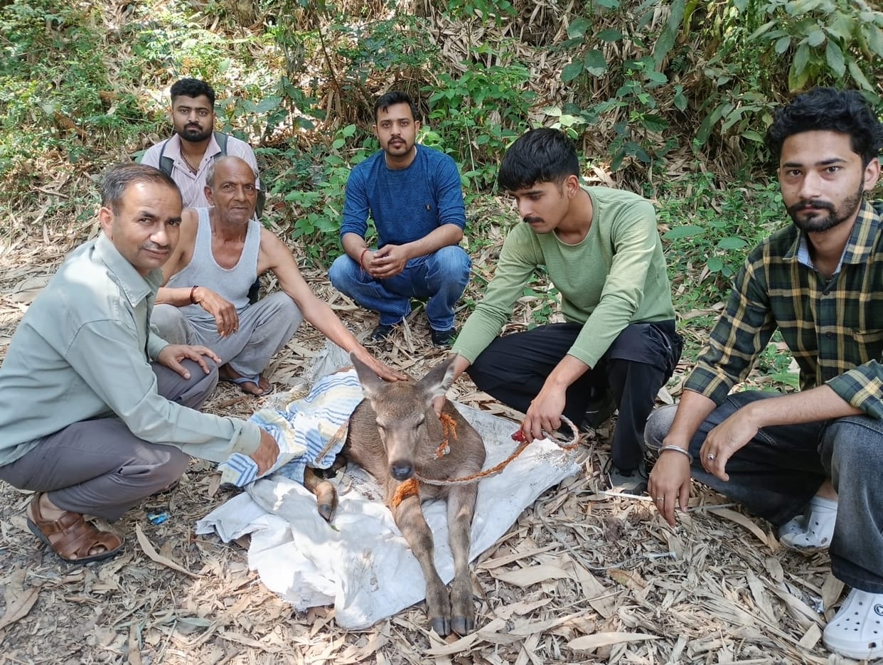 Stray dogs injured a sambar calf