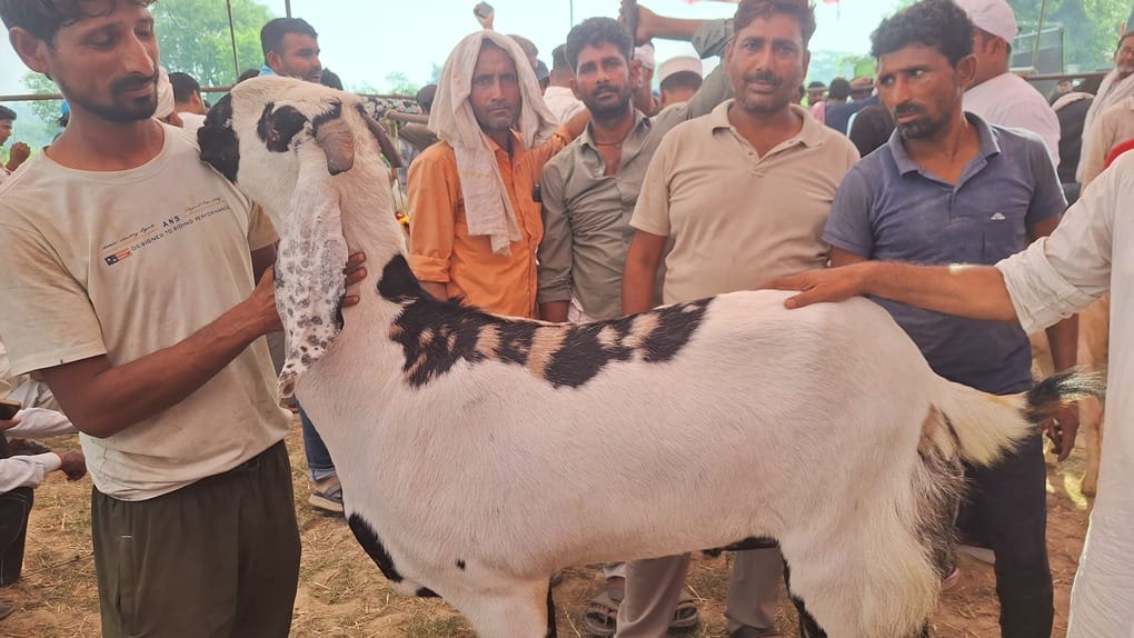 A Totafari goat is being sold for one lakh rupees.