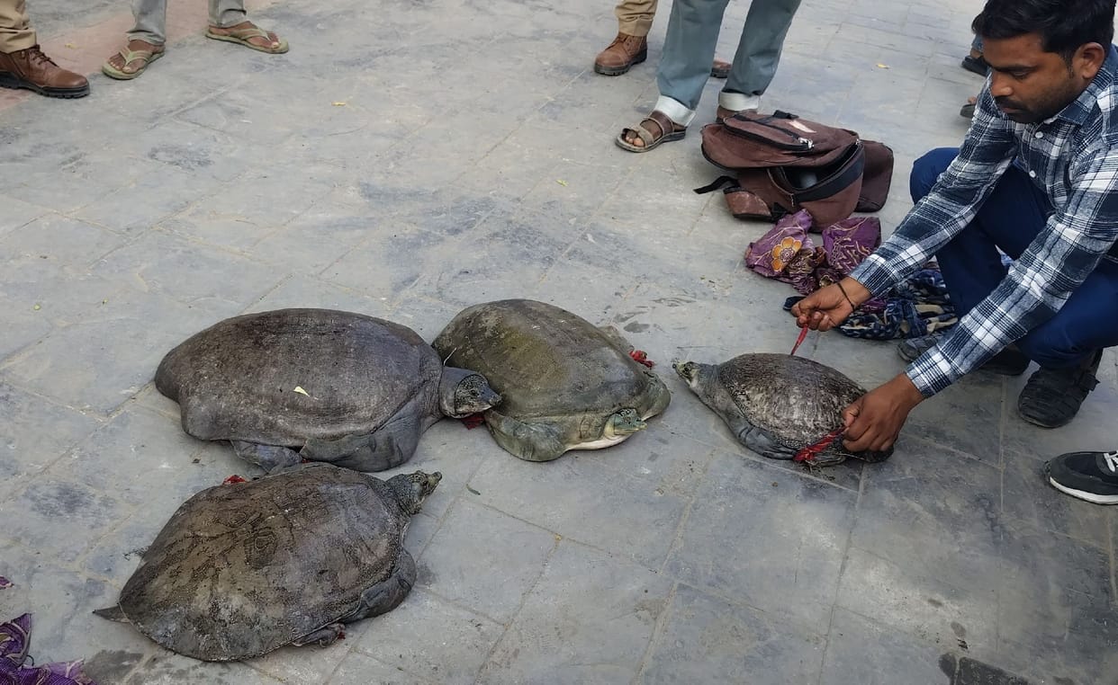 Smuggler Arrested with Banned Turtles on Kumbh Express