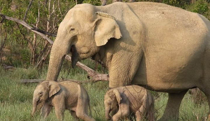 The birth of twins in the forests of Corbett has brought joy to the elephant family.