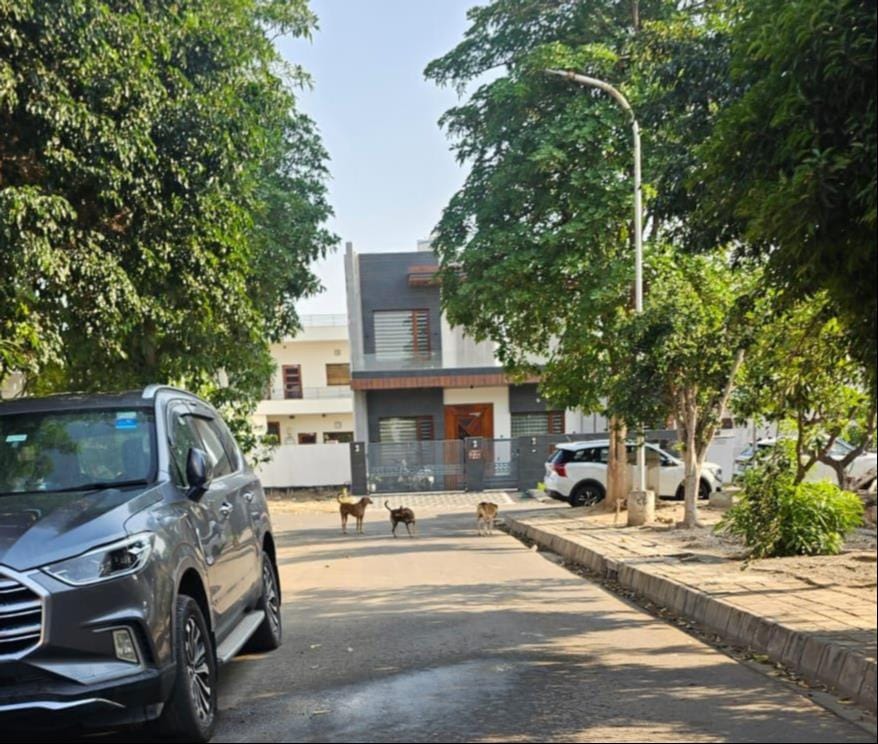 Stray dogs wreak havoc, teacher bitten in Jindal City