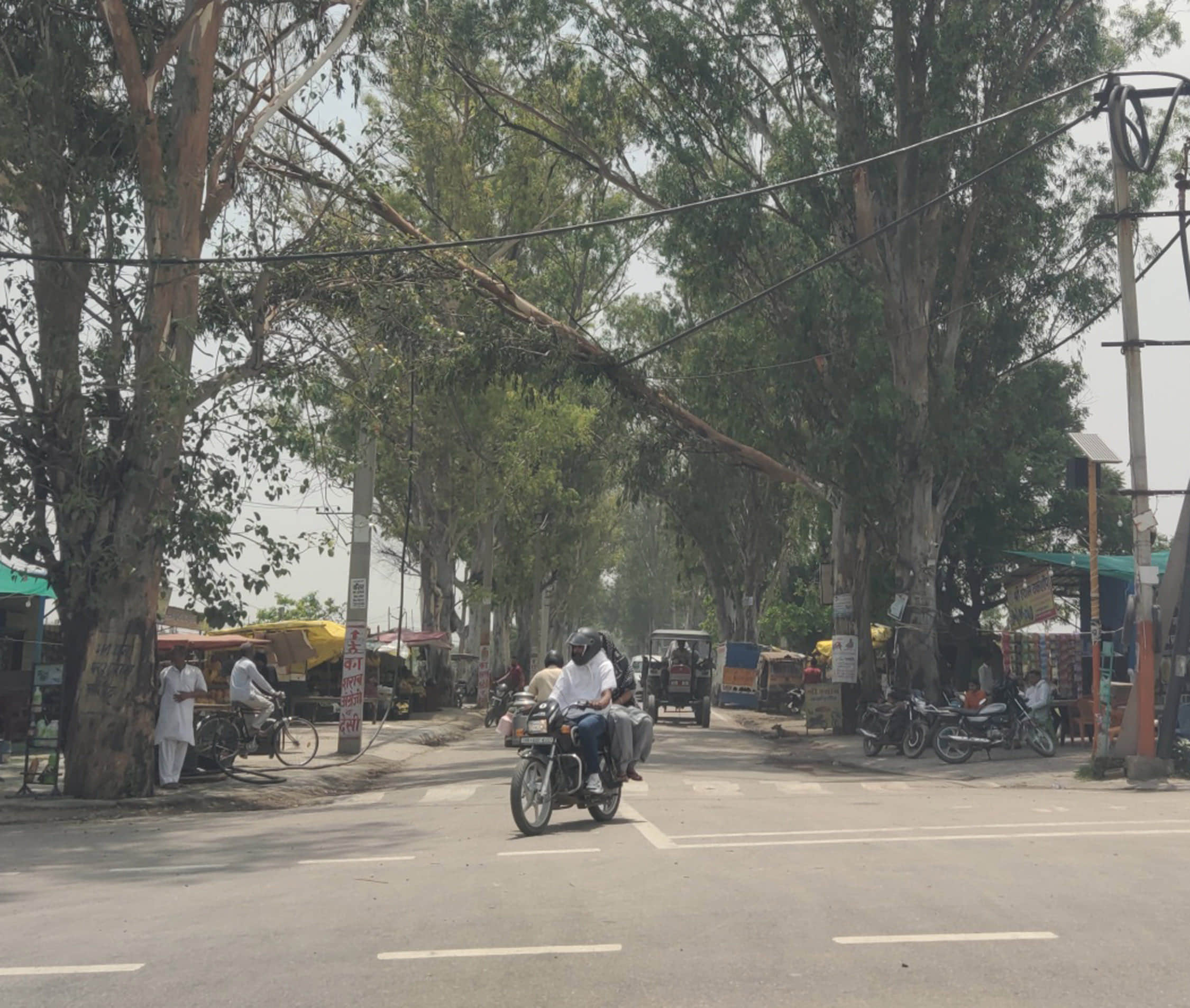 सनौली रोड पर सड़क किनारे गिरा पेड़। संवाद
