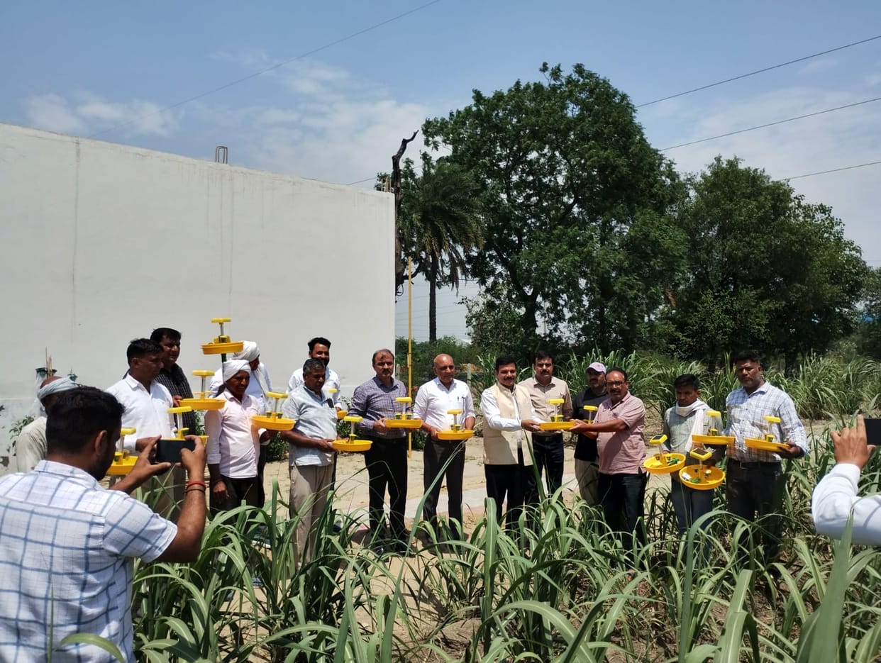 The threat of top borer looms over the sugarcane crop