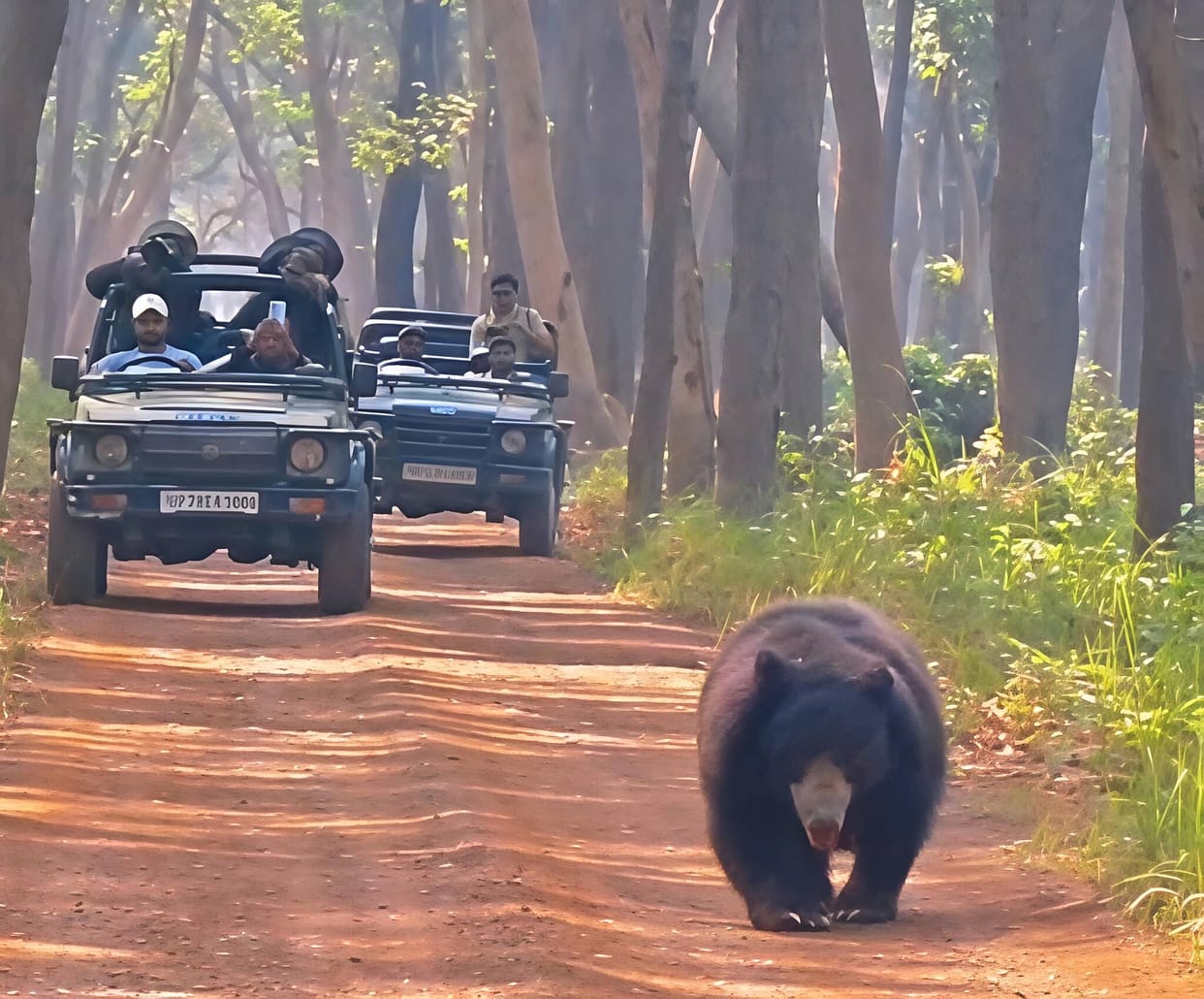 The gypsies stopped, the cameras turned on, and there was a bear in front of them