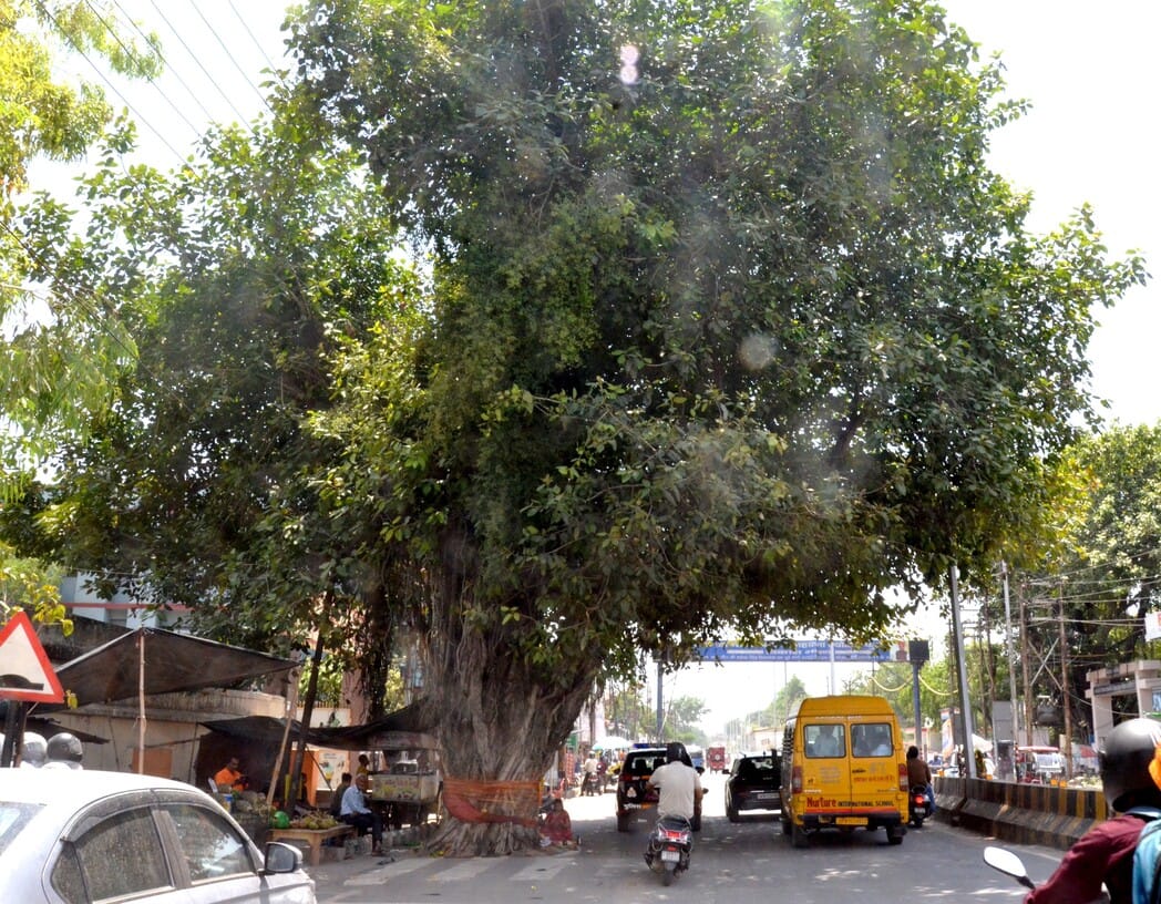 250 banyan trees are giving long life to the city dwellers, now their existence is in danger