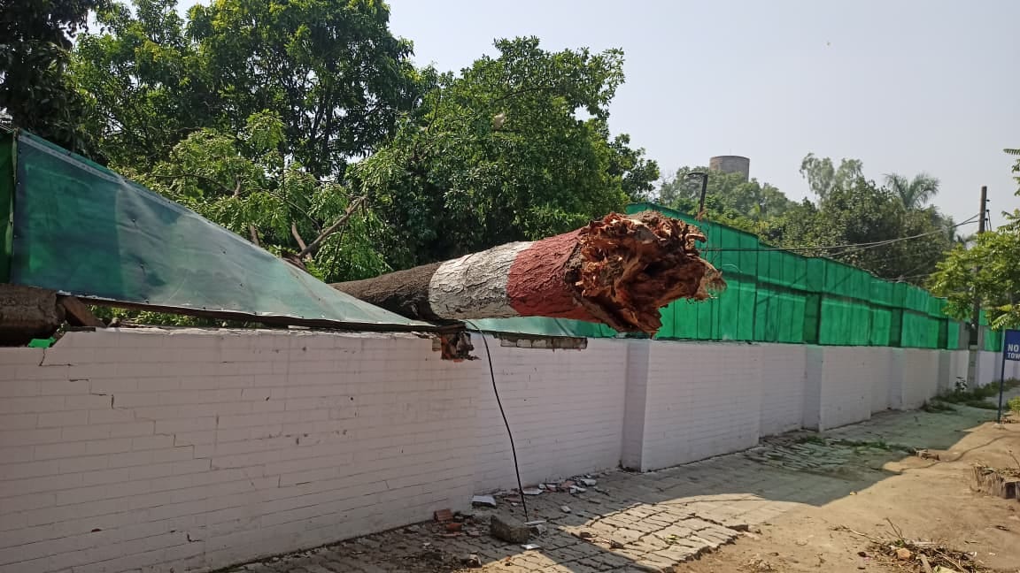 Dried and leaning trees will be identified