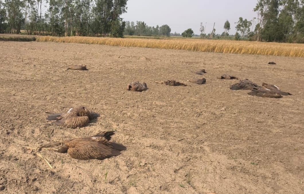 The vultures died due to the spread of poison in the liver, kidney and food pipe