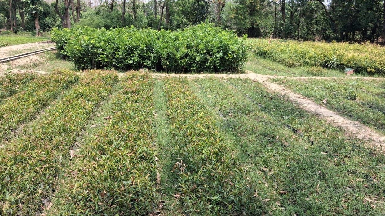 11 lakh plants will beautify the earth