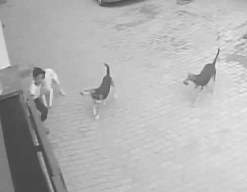 Child bitten by dog, video goes viral, panic spreads among people