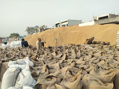 Four-year record of wheat procurement broken in Sampla Mandi