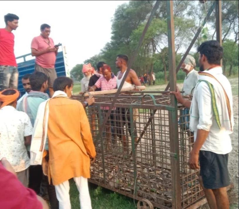 The leopard was not trapped in the cage, a team was called from Gorakhpur.