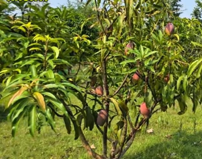 single mango tree yields 236 different varieties of fruit including Dasheri and Langra in Lucknow