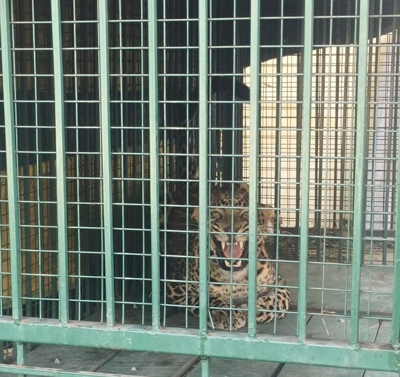 Leopard entered the house and was locked in a room
