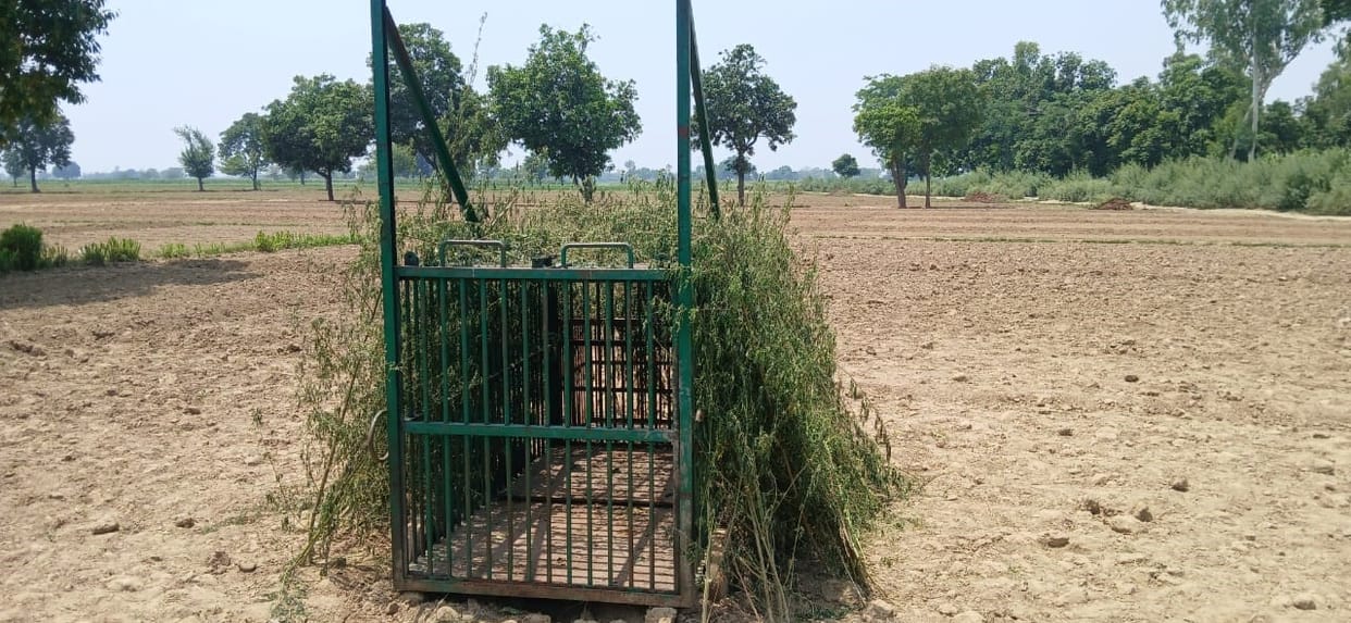 Even after two days the leopard did not reach the cage, the villagers spent the night awake