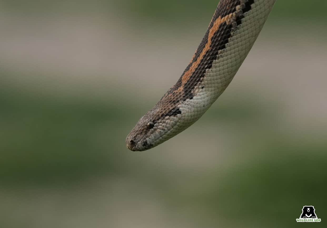 Lalitpur: A villager fell from a tree and died after spotting a snake on the branch while picking mangoes