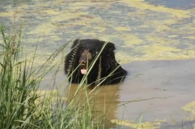 On one side a tigress is out hunting, on the other side a bear is enjoying itself in the water