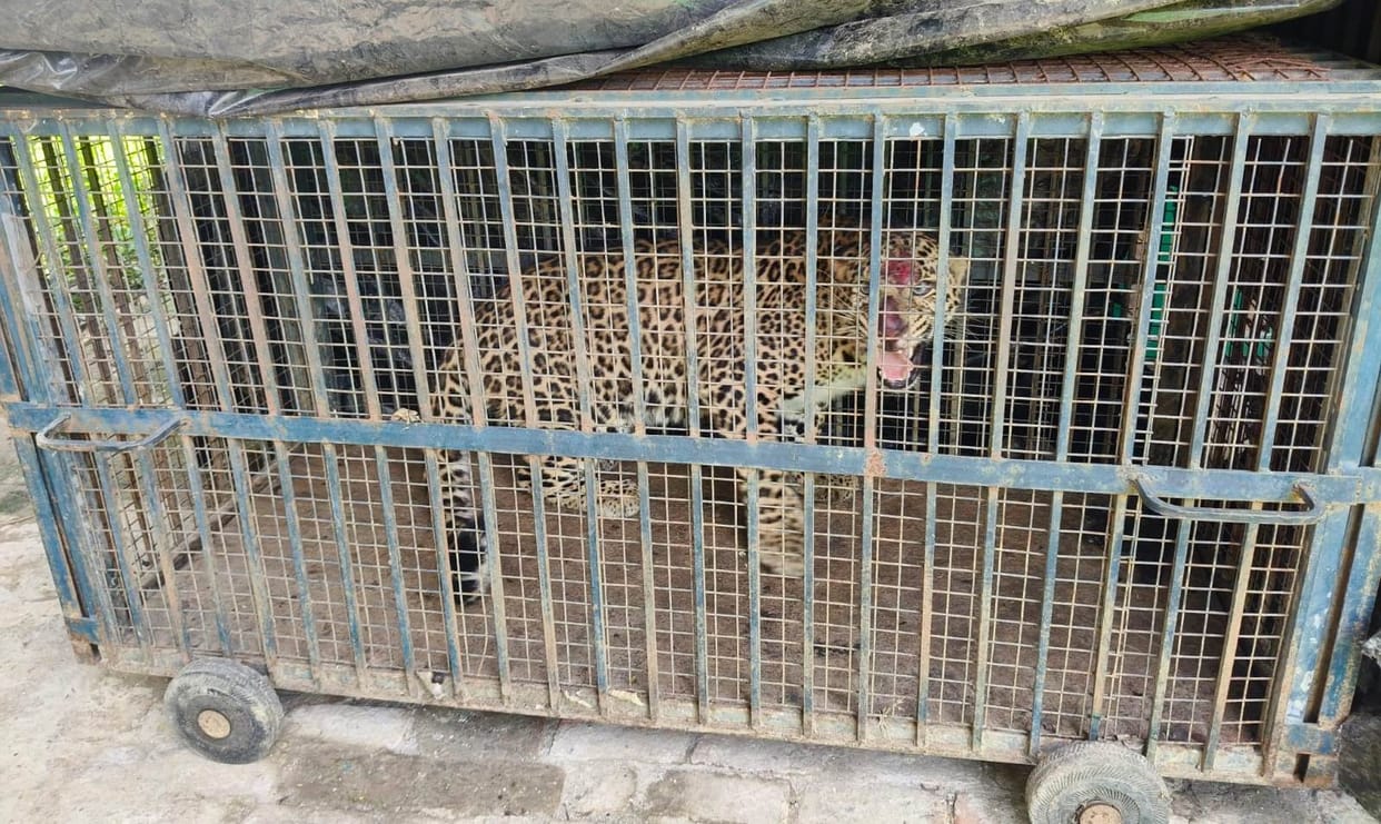Leopard caged in hostel premises