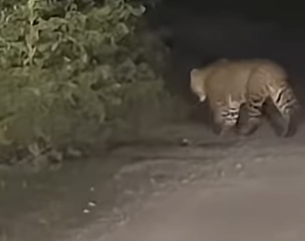 Animals suffering from heat, roaming on the roads